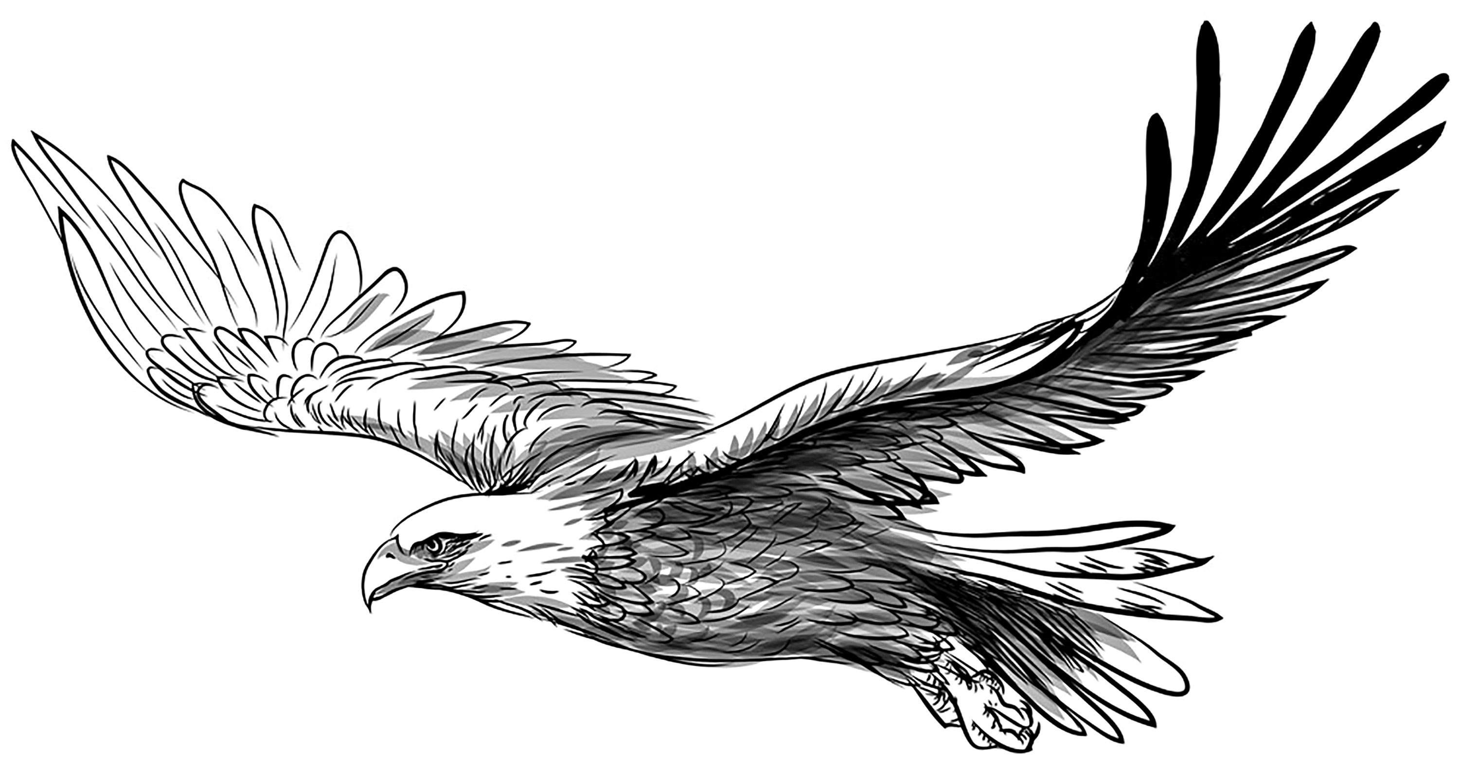 Эскиз орла с расправленными крыльями карандашом