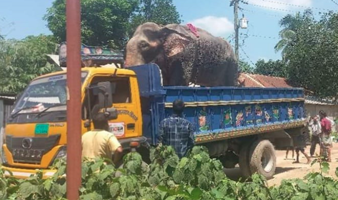 উপদেষ্টার নির্দেশনার পরে নির্যাতনের শিকার হাতিটি উদ্ধার করলো বন বিভাগ