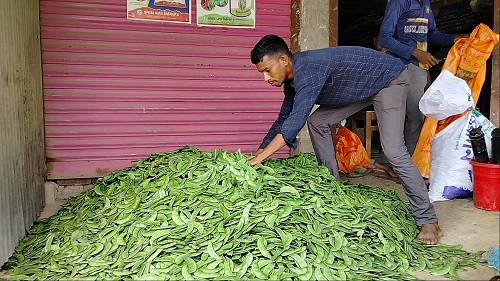 পাহাড়ে 'অটো শিম' চাষে সফল মানিকছড়ির বেলাল