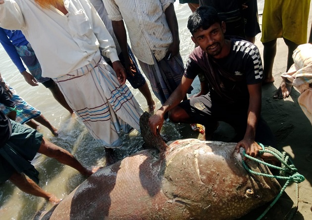 জেলের জালে ৫ মণ ওজনের বোল মাছ : দাম ৩ লাখ টাকা