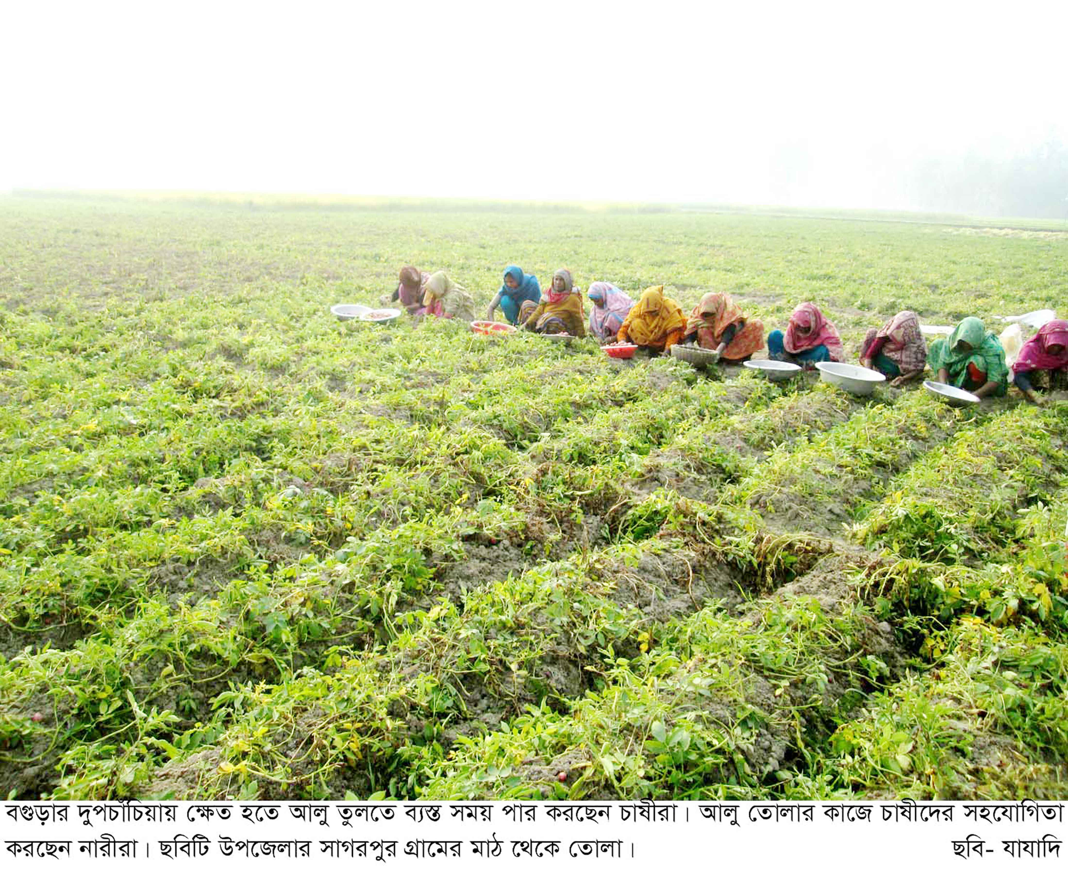 চলতি মৌসুমে শস্য ও ফসল আবাদে কৃষকের সফলতা