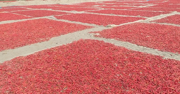 ইসলামপুরে মরিচের বাম্পার ফলনেও হতাশ কৃষকরা