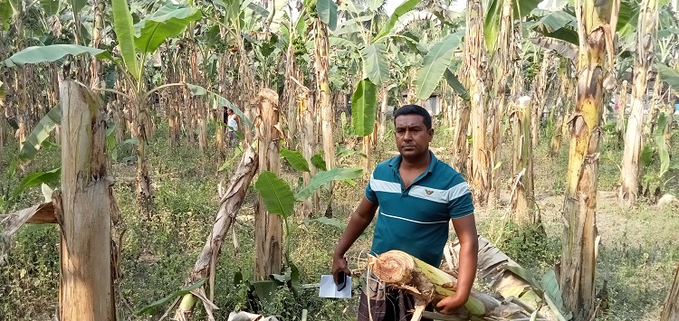 নাটোরে কলা গাছের সাথে শত্রুতা