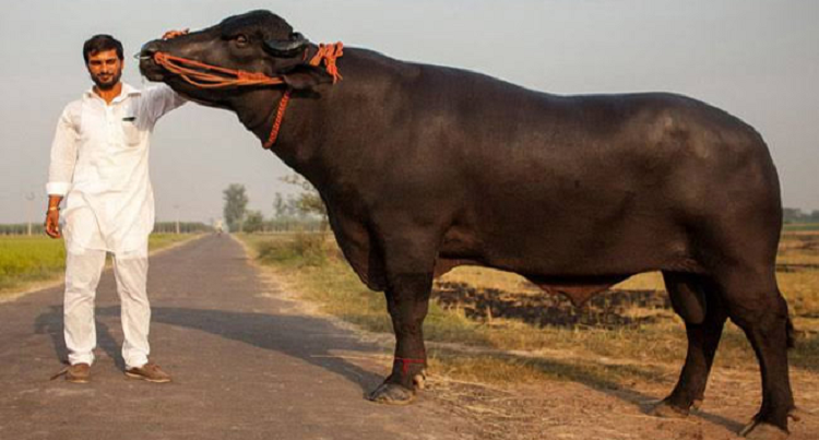 মহিষ কিনতে ভারতে ৫ কর্মকর্তা