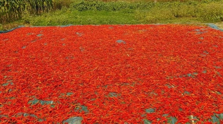 সিরাজগঞ্জে যমুনার চরাঞ্চল রাঙাচ্ছে লাল মরিচ