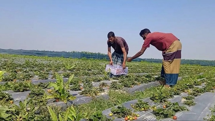 তিস্তা চরের ‘স্ট্রবেরি’ এখন দুই প্রবাসীর গলার কাটা