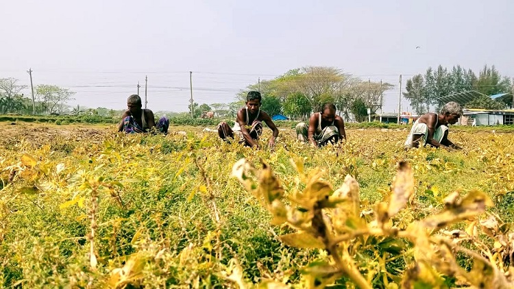 চরফ্যাশনে কোল্ডস্টোরেজ না থাকায় সস্তায় বিক্রি হচ্ছে আলু