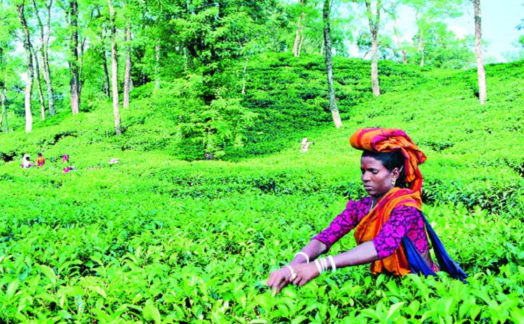 ৩৪ চা বাগানে উৎপাদন কমেছে ২৭ লাখ কেজি