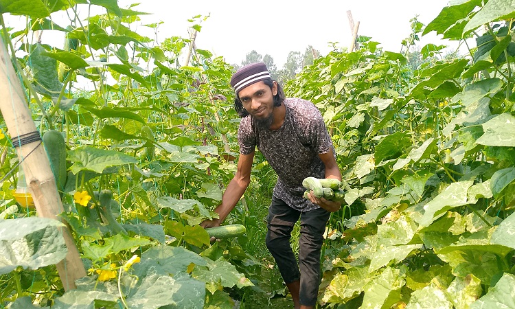 সবজি চাষে ভাগ্যবদলের স্বপ্ন দেখছেন কলেজ ছাত্র ইউনুছ