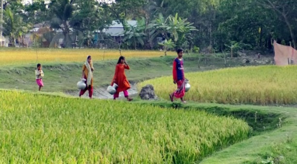 সুবর্ণচরে বোরো চাষে গিলছে ভূগর্ভের পানি, জনজীবনে হাহাকার