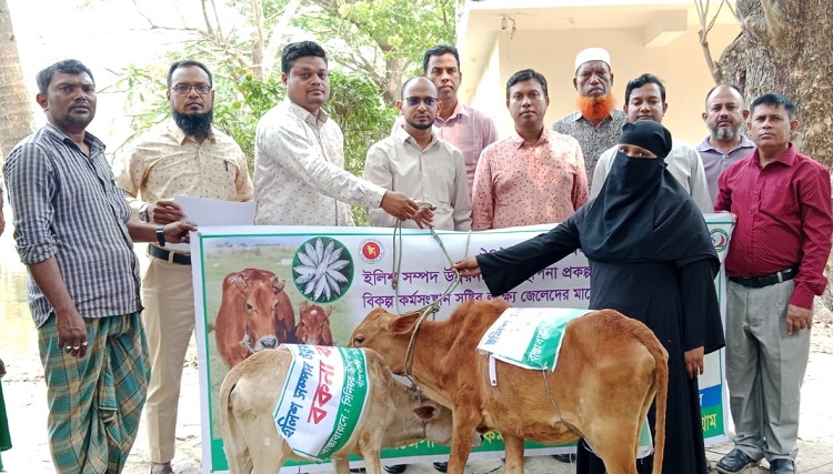 বাঁশখালীতে জেলেদের মাঝে বকনা বাছুর বিতরণ