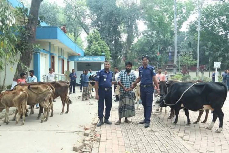 বিএনপি নেতার বাড়ি থেকে ১৩ চোরাই গরু উদ্ধার