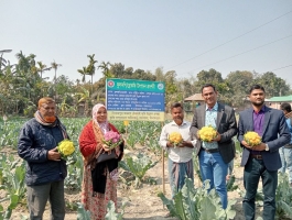 রঙিন ফুলকপি চাষে সফল খানসামার রফিকুল